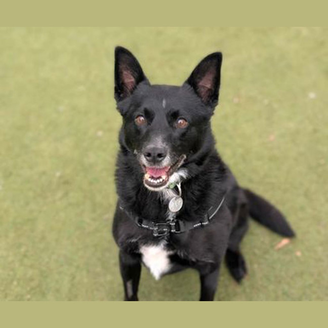 Photo of Ace