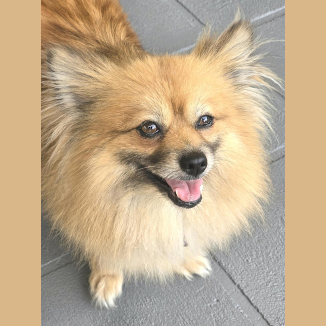 Photo of Coco