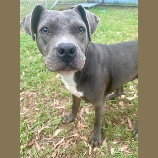 Photo of Bluebelle
