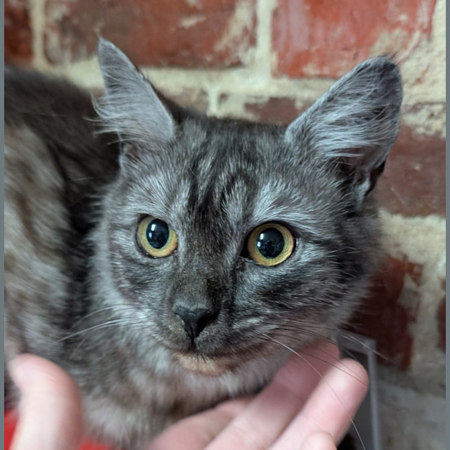 Photo of Indy