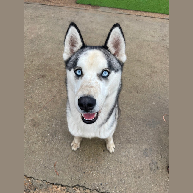 Photo of Cheeko