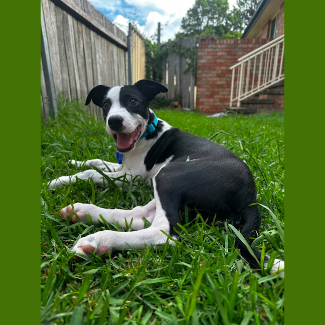 Photo of Harley   16 Week Old Border Collie X Bull Arab