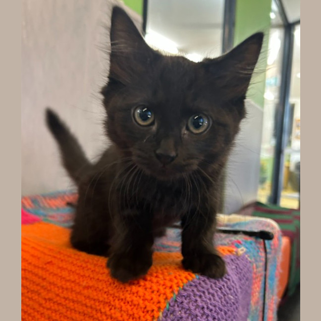 Photo of Wilbert The Wise