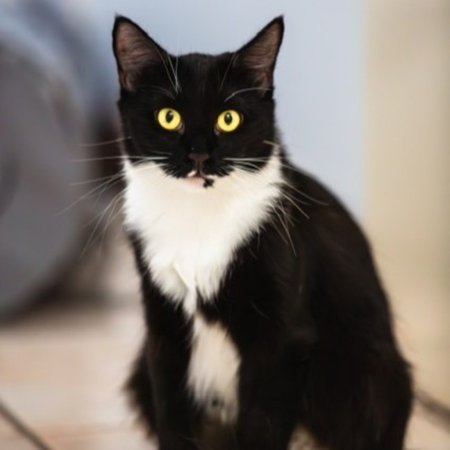 Photo of Sheba