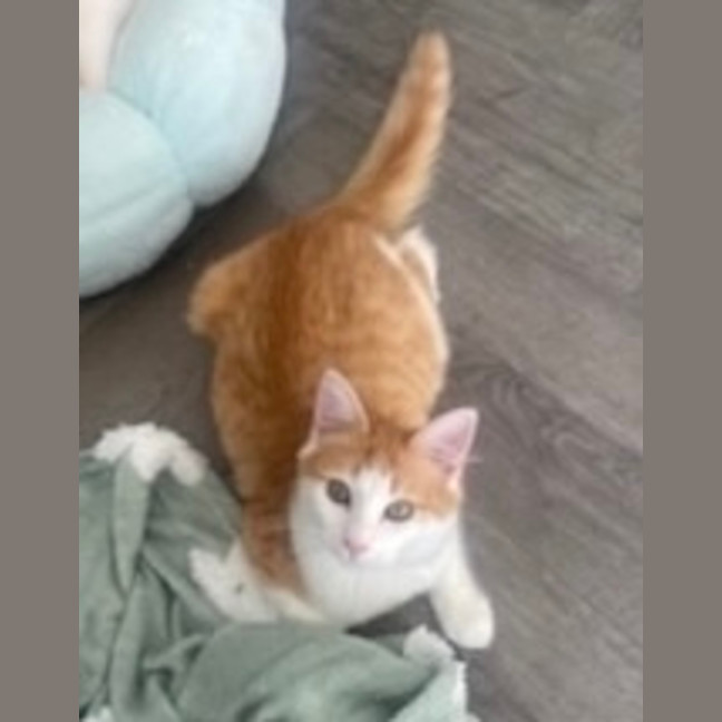 Photo of Cheddar