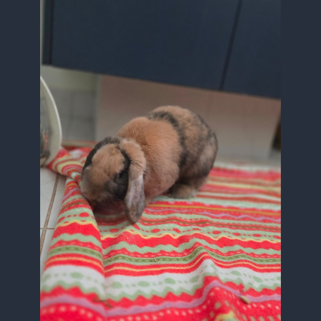 Photo of Peanut