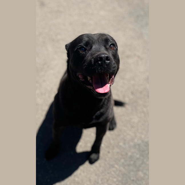 Photo of Mr. Biscuit