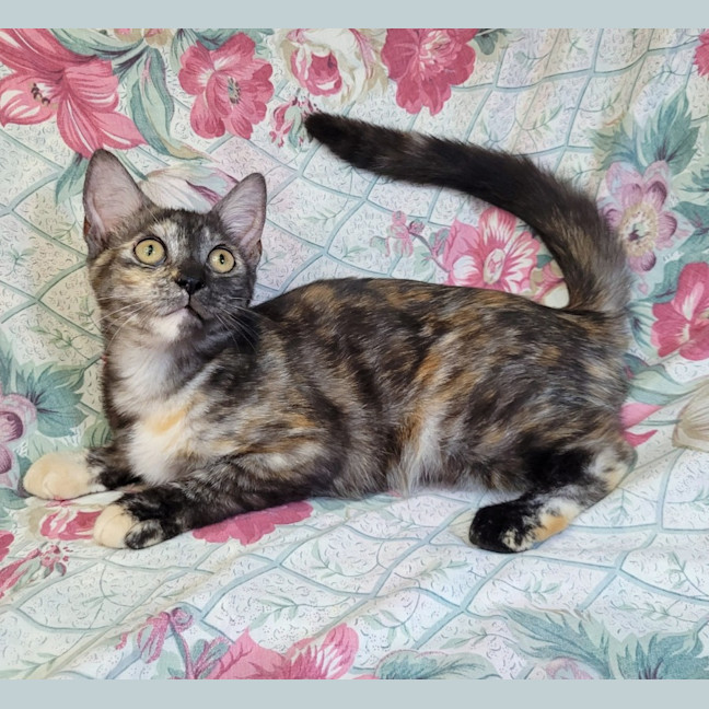 Photo of Rainbow Cabbage 🌈