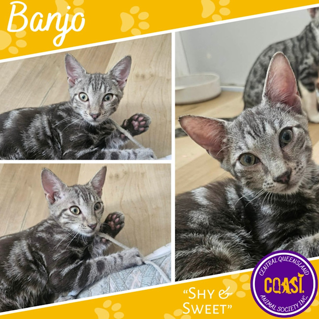 Photo of Banjo