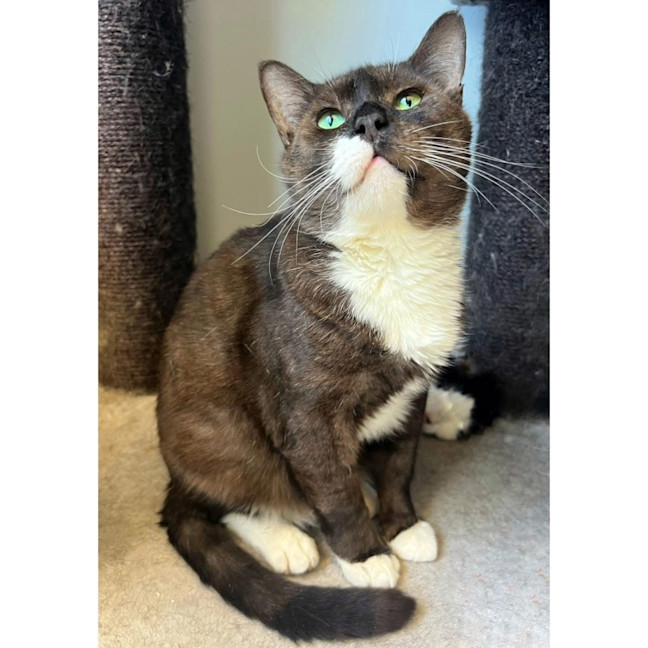 Photo of 11026   Oryx