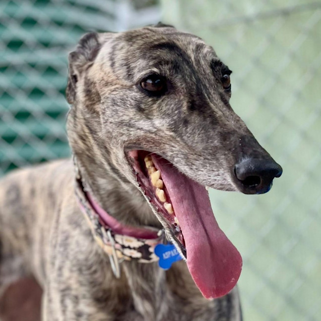 Photo of Asparagus The Greyhound