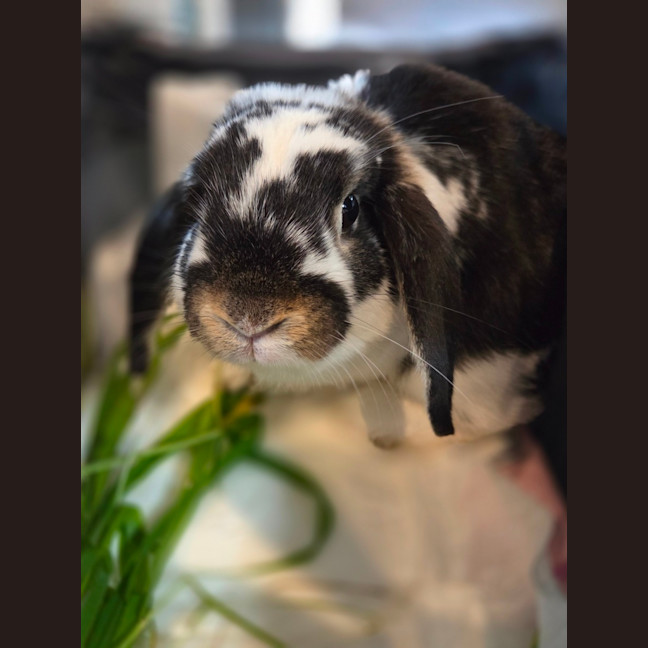 Photo of Samuel