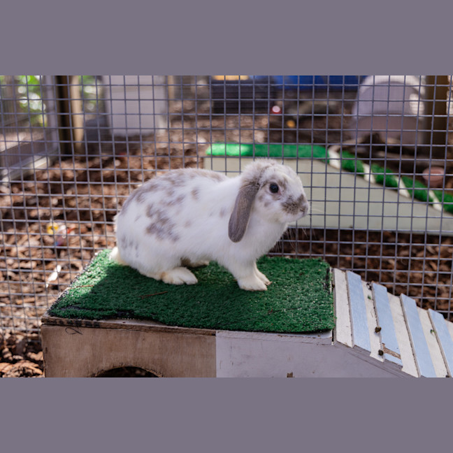 Photo of Aries