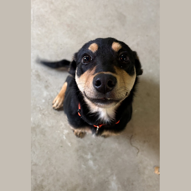 Photo of Goober Jnr (Goobz Joonz)