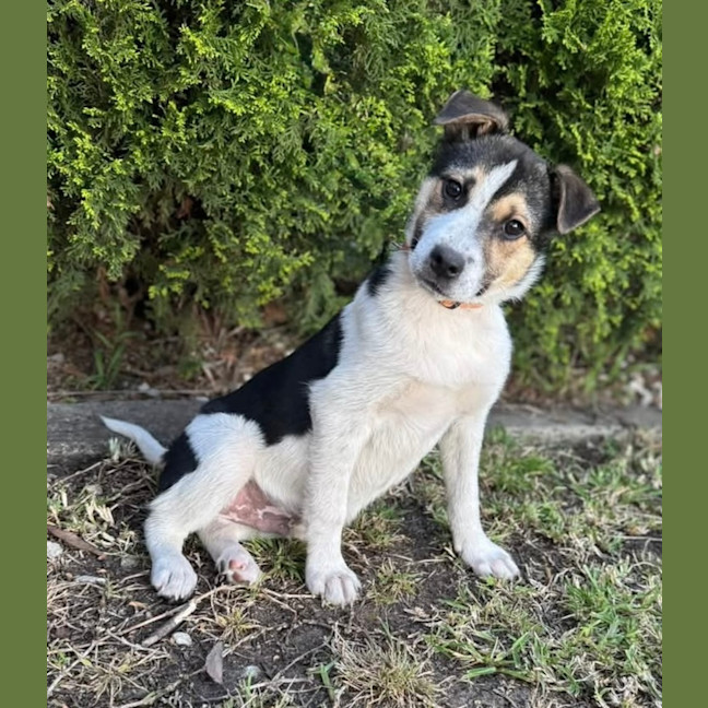 Photo of Flint