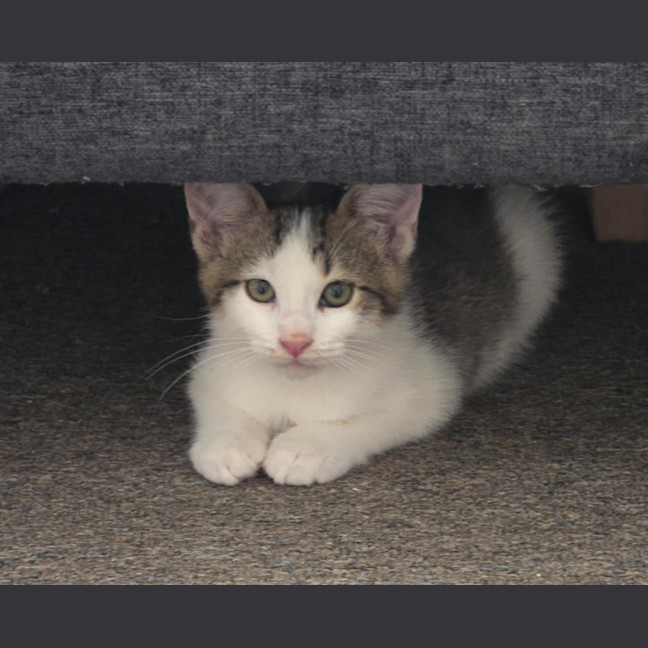 Photo of Harry   9 Week Old Domestic Shorthair
