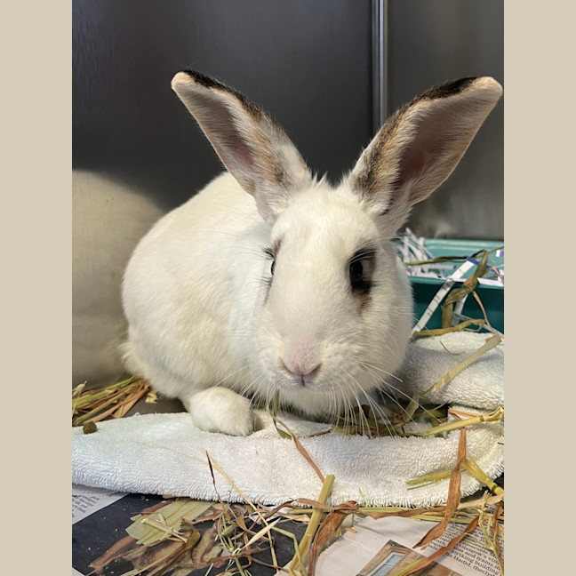 Photo of Rabunzel (Daisy)
