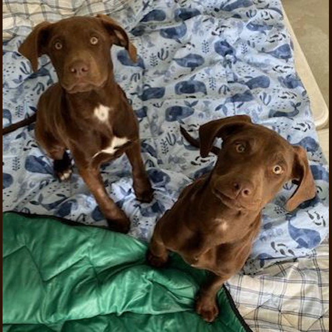 Photo of Polly Waffle