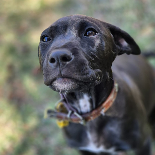 Photo of Wicked Chocolate