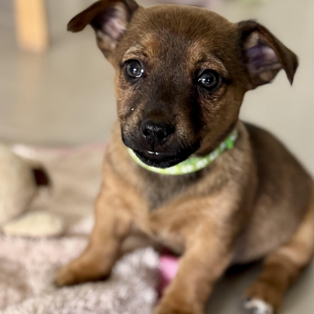 Photo of Marshmallow