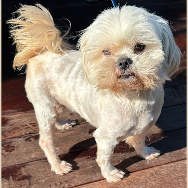 Photo of Ollie