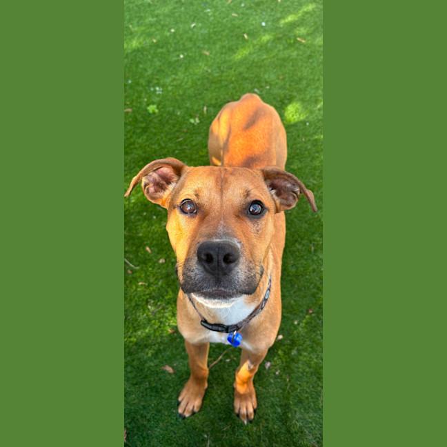 Photo of Chester   6 Month Old Ridgeback X