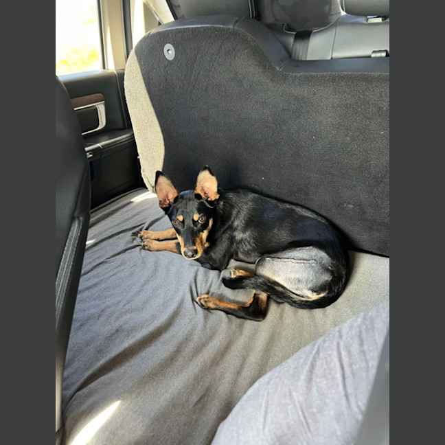Photo of Toby 