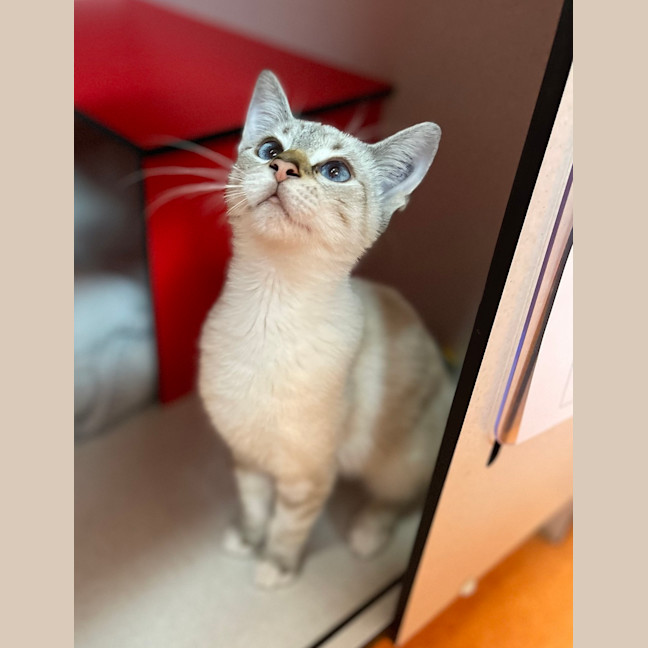 Photo of Satin