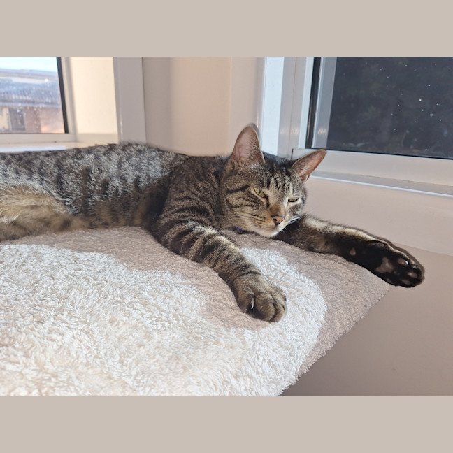 Photo of Dexter