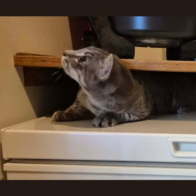 Photo of Ash 