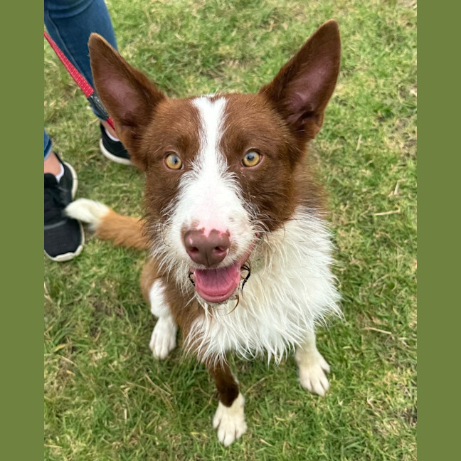 Photo of Bruce (62367)
