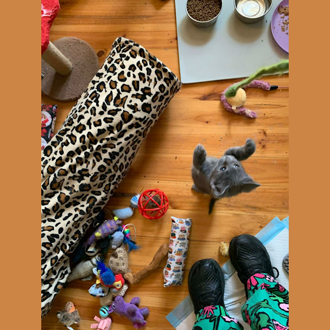 Photo of Finn (Was Haze)