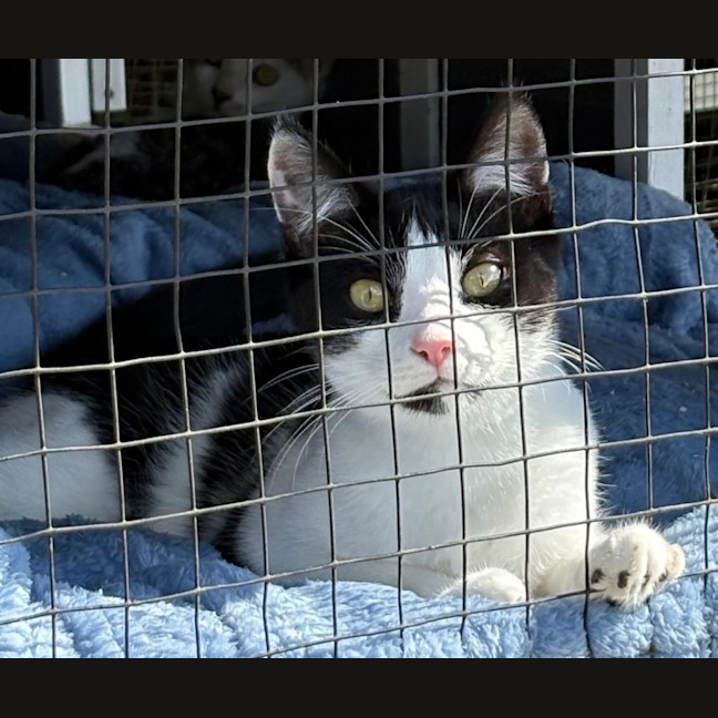 Photo of Snowball