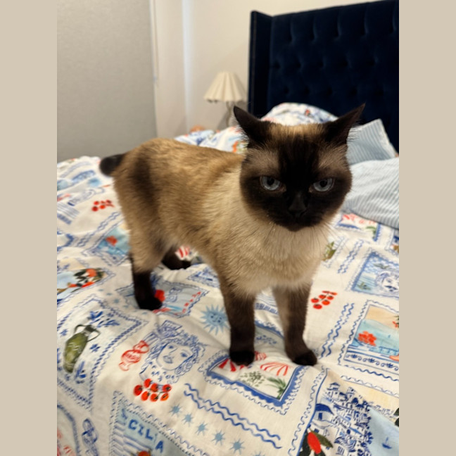 Photo of Sweetie 