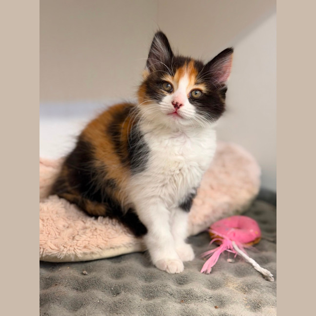 Photo of Poppy