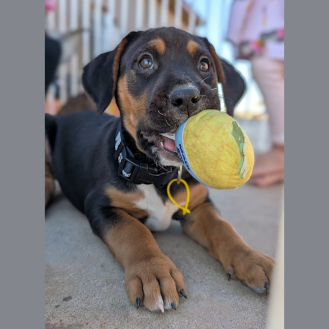 Photo of Clover