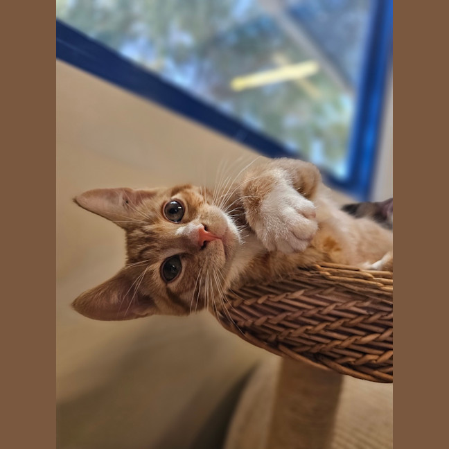 Photo of Bartholomeow