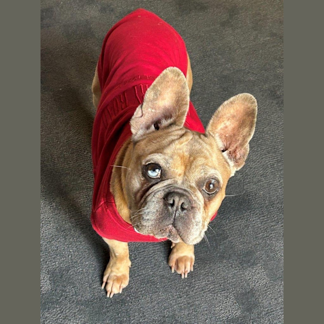 Photo of Luna Wensleydale