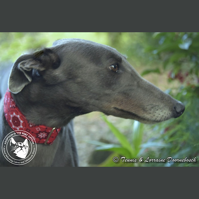 Photo of Sara (No Billy Tea)