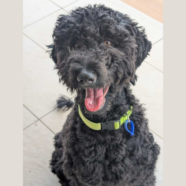 Photo of Tello   1 Year Old Poodle