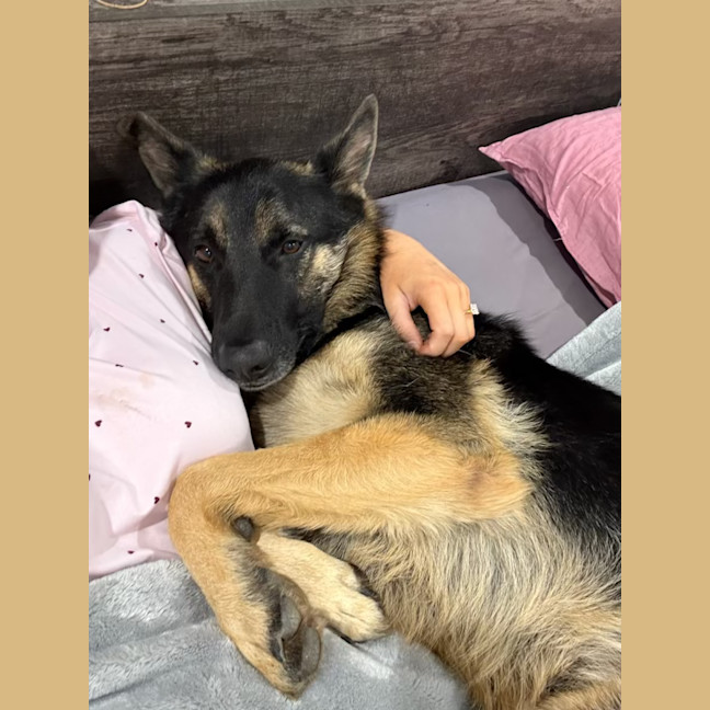 Photo of Kovu
