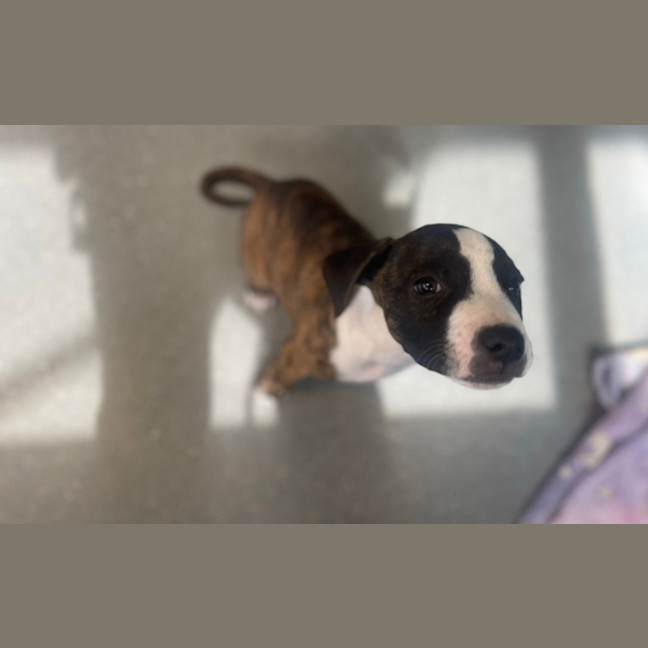 Photo of Pipsqueak