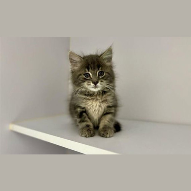 Photo of Nimbus