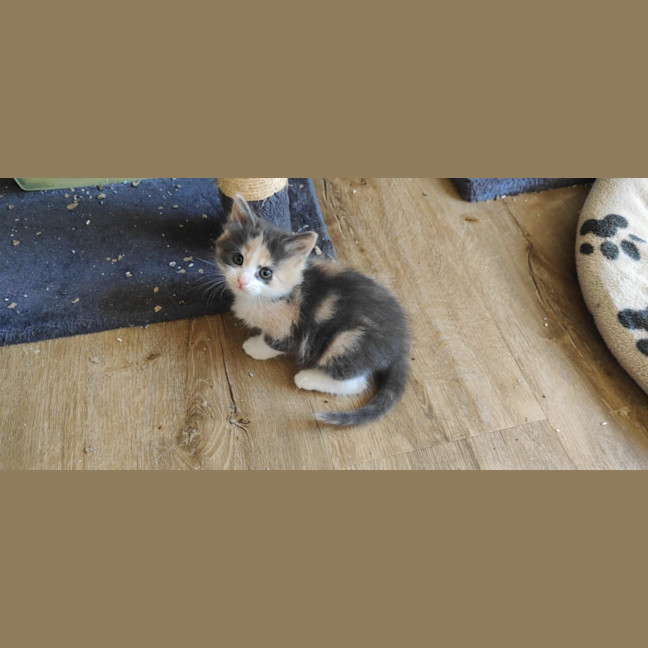 Photo of Mini