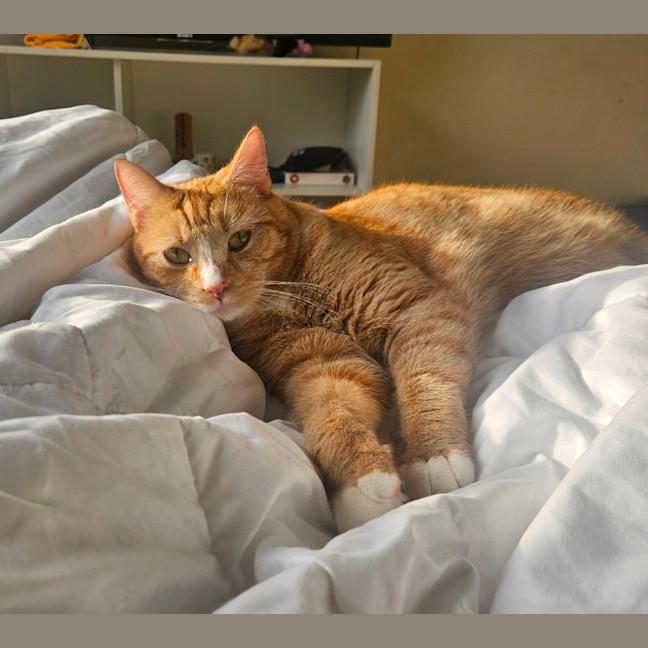 Photo of Marmalade