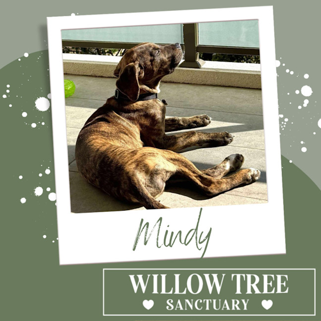 Photo of Mindy