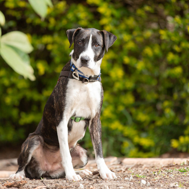 Photo of Juno 