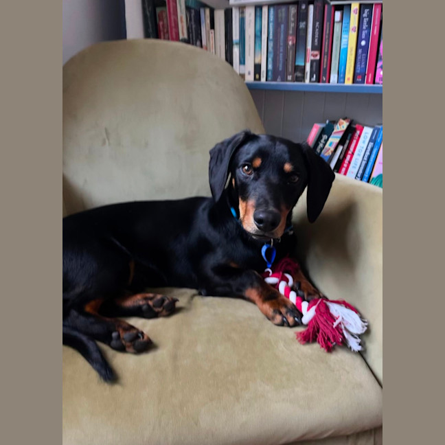 Photo of Rooster   9 Month Old Dachshund X Kelpie