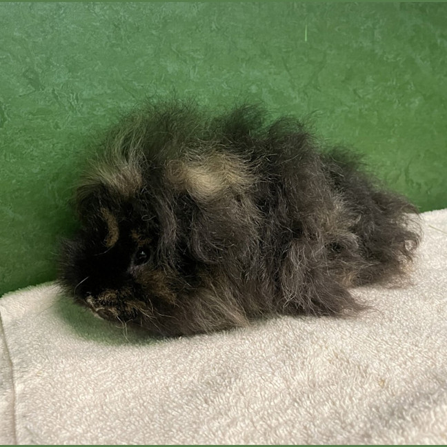 Photo of Plum