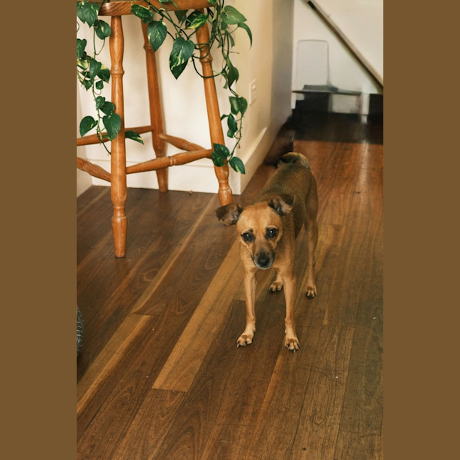 Photo of Pip